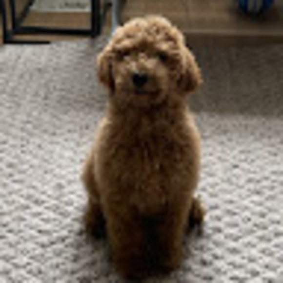 Meet your Posher, Sofia - Picture 1 of 1